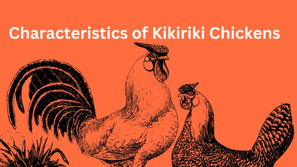 Characteristics of Kikiriki Chickens