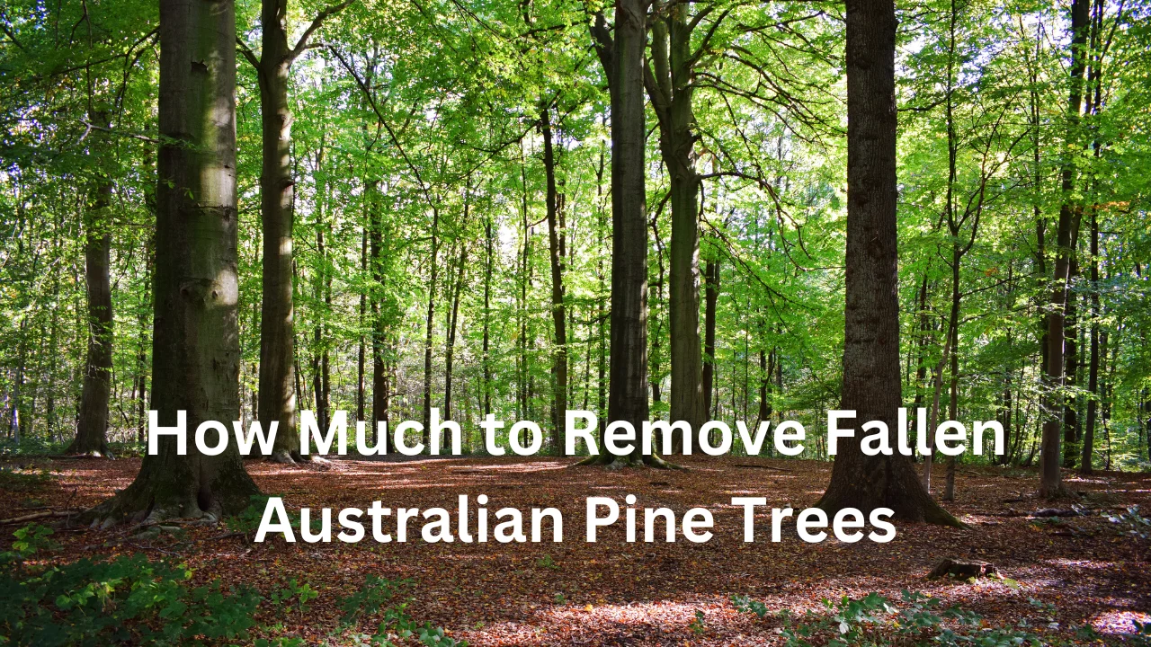 How Much to Remove Fallen Australian Pine Trees